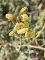 Pomaria