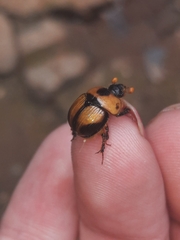 Bolbocerosoma tumefactum