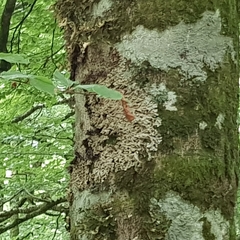 Ricasolia amplissima