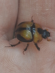 Bolbocerosoma tumefactum