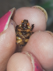 Bolbocerosoma tumefactum