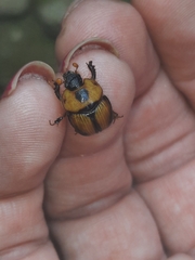 Bolbocerosoma tumefactum