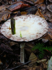Agaricus diminutivus