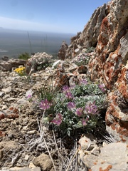 Trifolium andinum