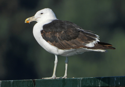 Cape Gull｜海角鸥 参考照片