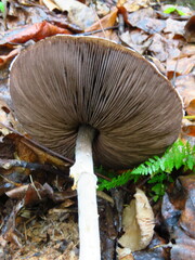 Agaricus diminutivus