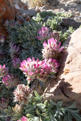 Trifolium andinum