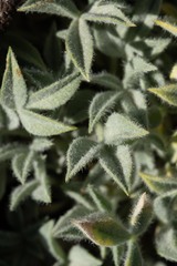 Trifolium andinum