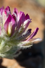 Trifolium andinum