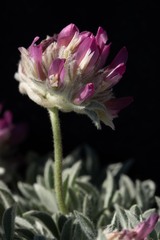 Trifolium andinum
