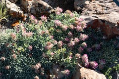 Trifolium andinum