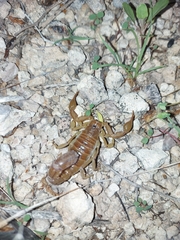 Paravaejovis spinigerus