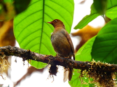 Cichlopsis leucogenys