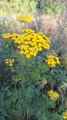 Tanacetum vulgare