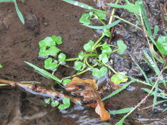 Ranunculus hederaceus