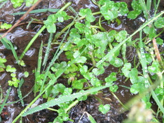 Ranunculus hederaceus