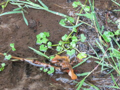Ranunculus hederaceus