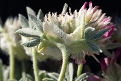 Trifolium andinum
