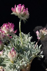 Trifolium andinum