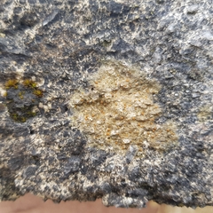 Protoblastenia rupestris