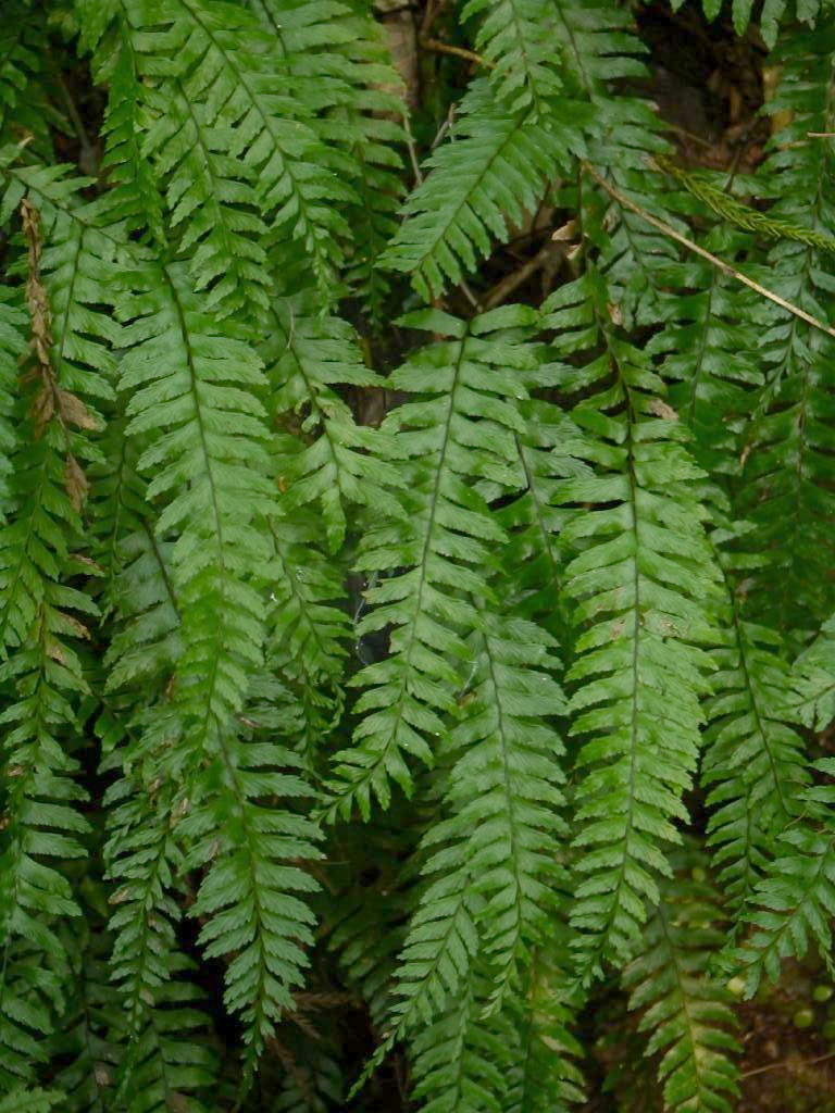 Hymenasplenium hondoense