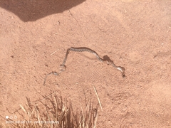 Dasypeltis parascabra