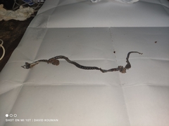 Dasypeltis parascabra