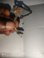 Dasypeltis parascabra