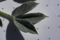Trifolium andinum