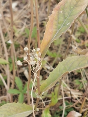 Lepidium draba