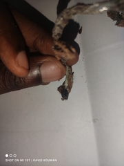 Dasypeltis parascabra