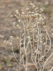 Lepidium draba