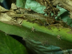 Tettigoniidae