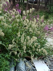 Koenigia alpina