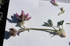 Trifolium andinum