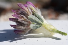 Trifolium andinum