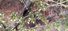 Galium humifusum