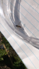 Toxomerus marginatus