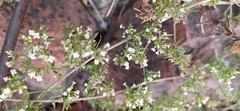 Galium humifusum