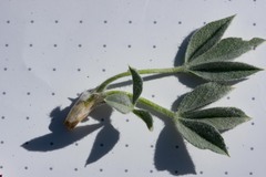 Trifolium andinum