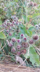Arctium tomentosum