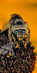 Melissodes denticulatus