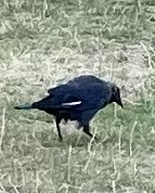 Corvus monedula