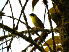 Geothlypis semiflava