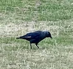 Corvus monedula