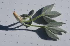 Trifolium andinum
