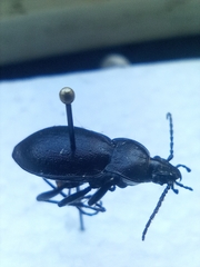 Carabus monticola