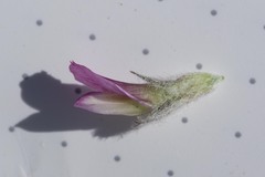 Trifolium andinum