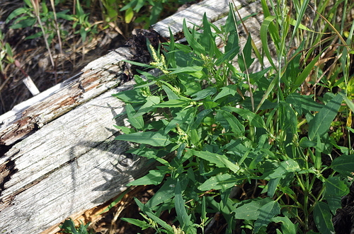 Baltic Saltbush (Atriplex nudicaulis)