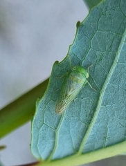 Populicerus confusus